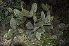 DSC_0223.jpg