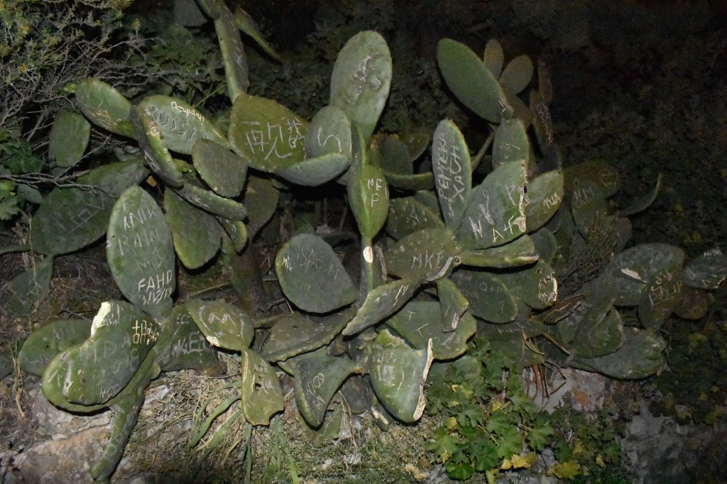 DSC_0223.jpg