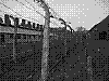 auschwitz2.jpg