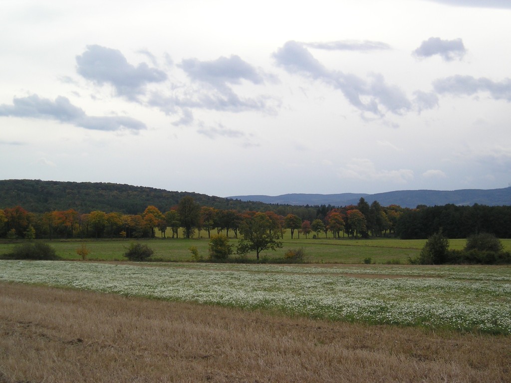 P1010198.jpg
