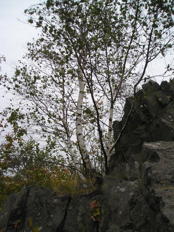 P1010207.jpg