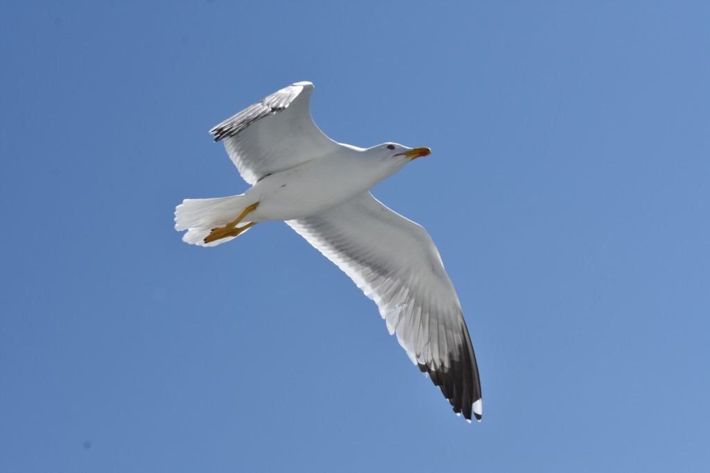 Egina (19).jpg