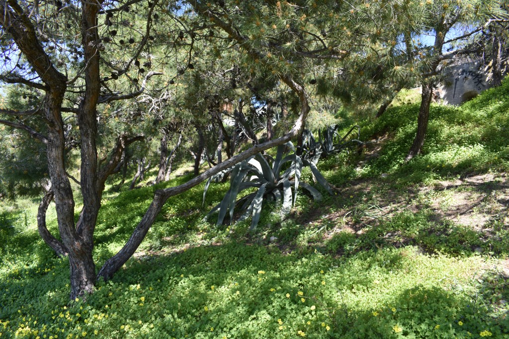 Egina (46).jpg