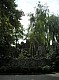 Lichen4.jpg