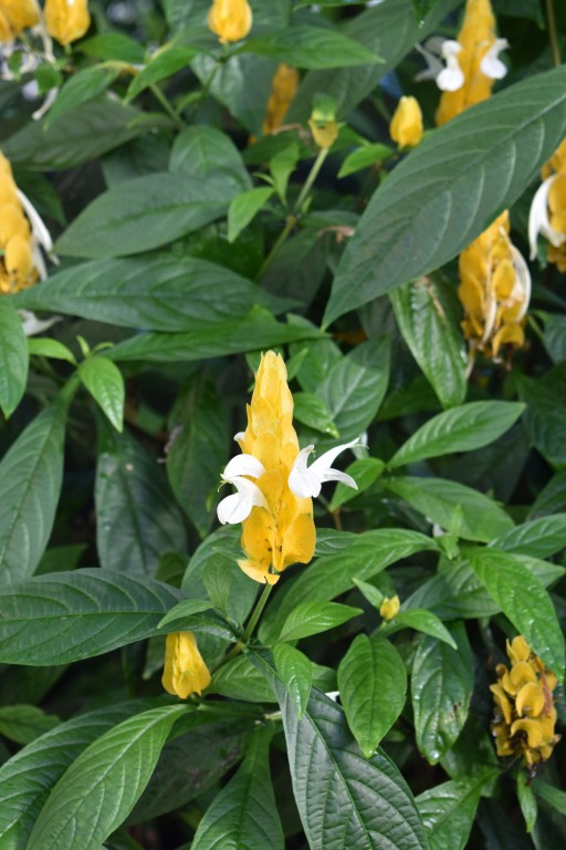DSC_0034.jpg