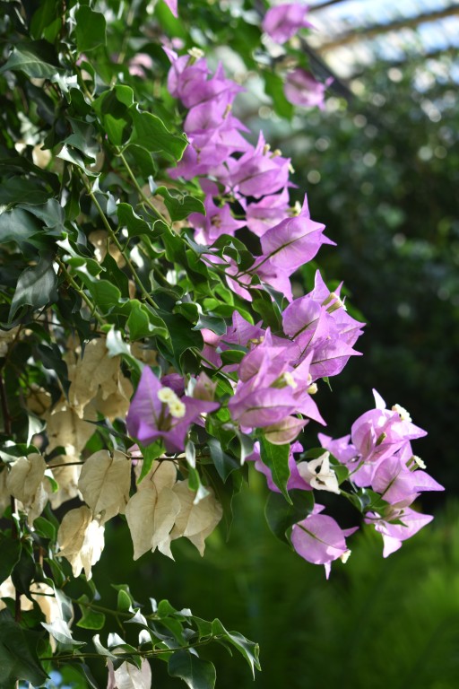 DSC_0037.jpg