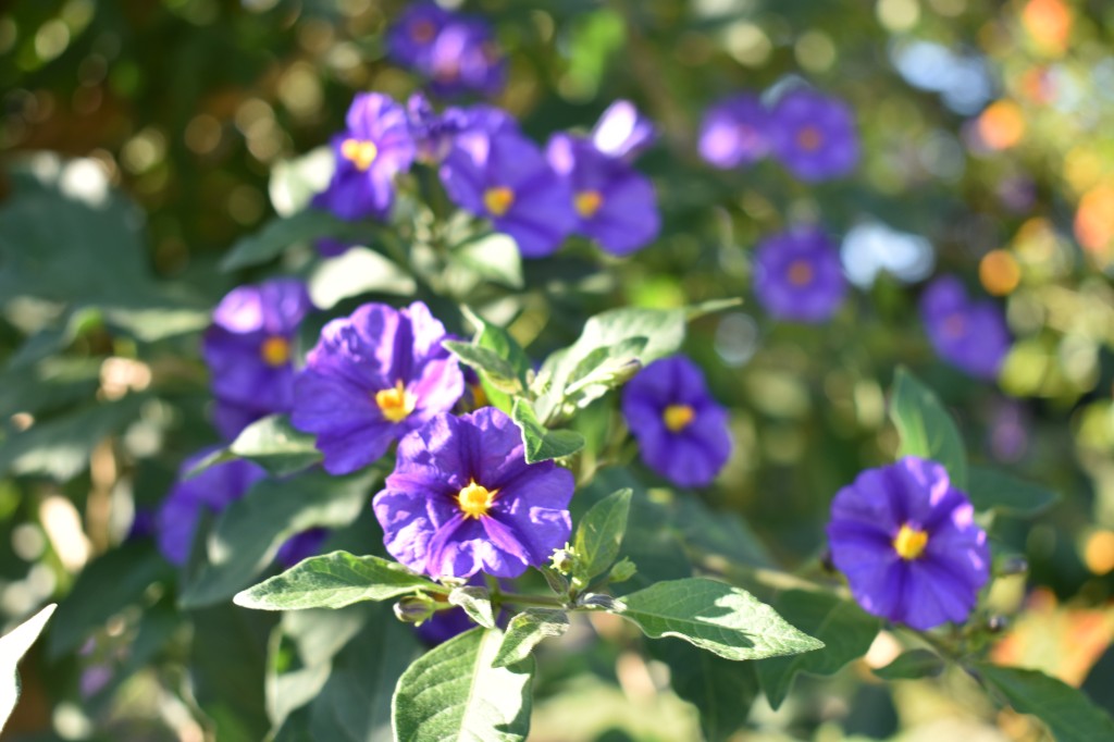 DSC_0062.jpg