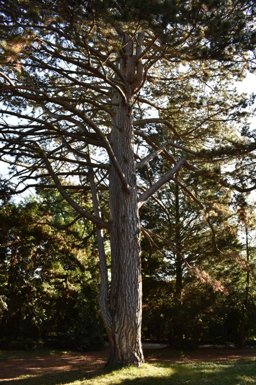 DSC_0065.jpg