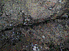 OPN106.jpg