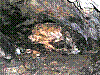 OPN121.jpg
