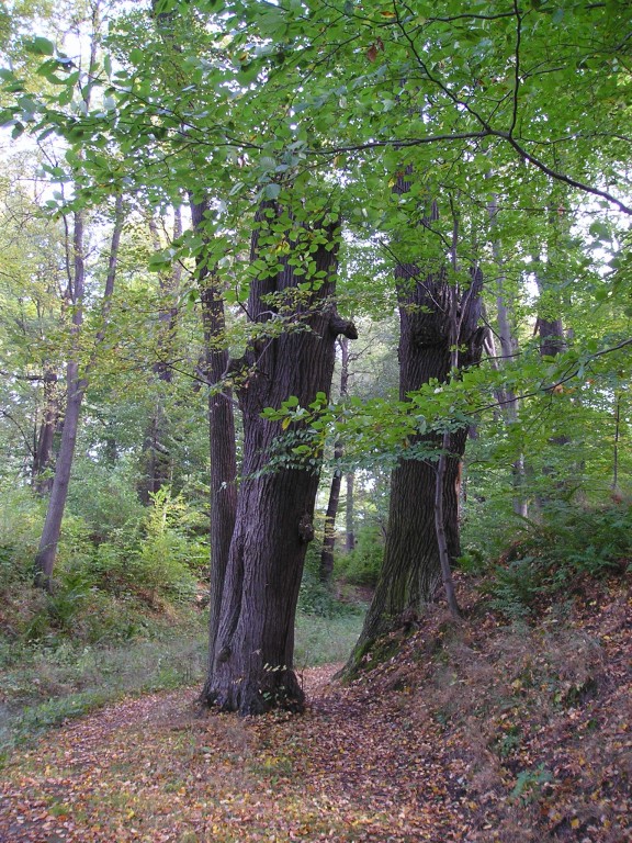 P1010423.jpg