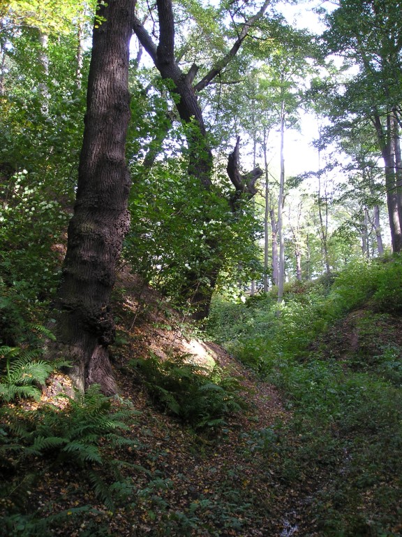 P1010424.jpg