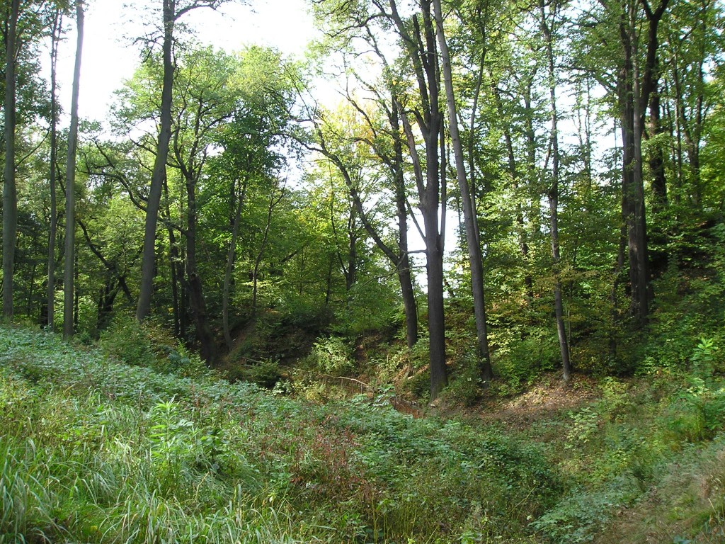P1010428.jpg