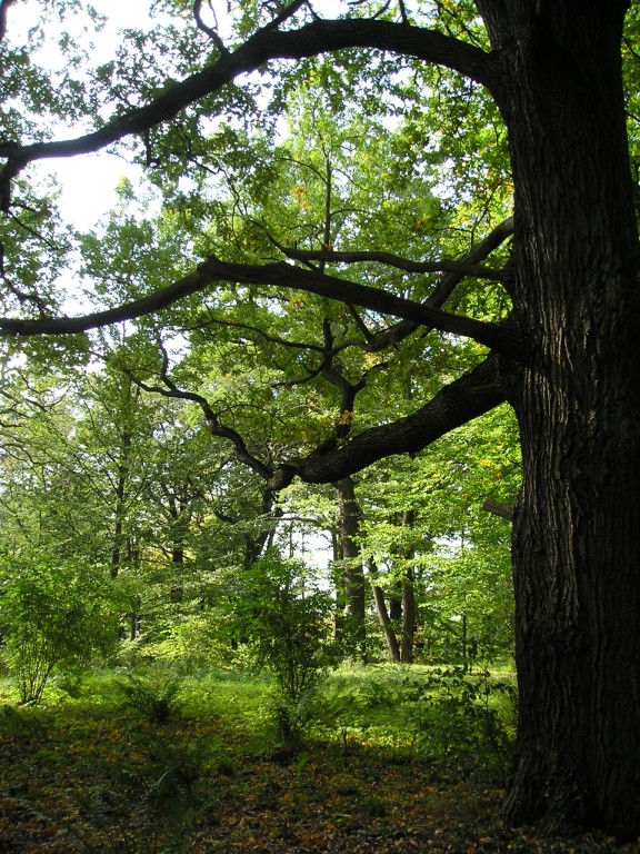 P1010431.jpg