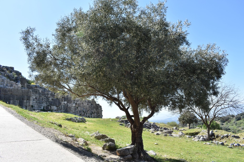 DSC_0020.jpg