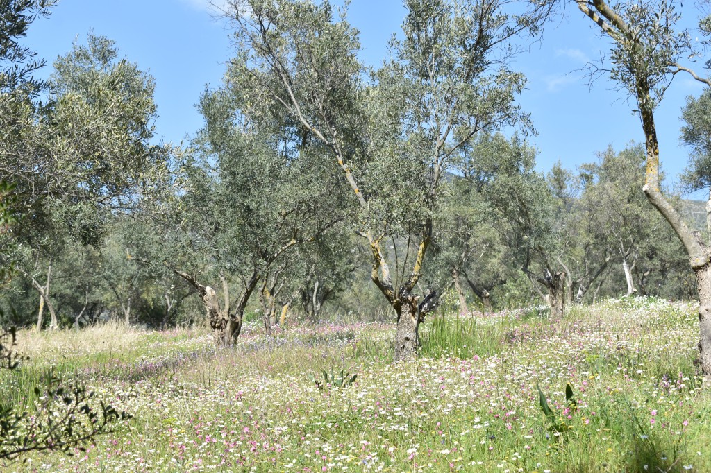 DSC_0144.jpg