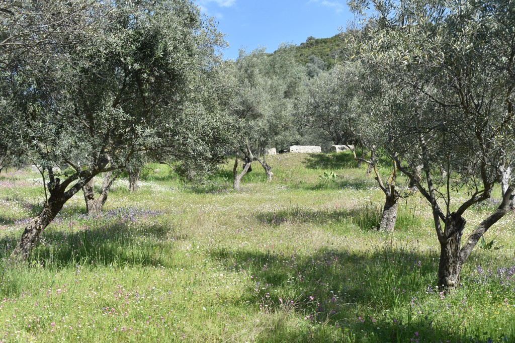 DSC_0145.jpg
