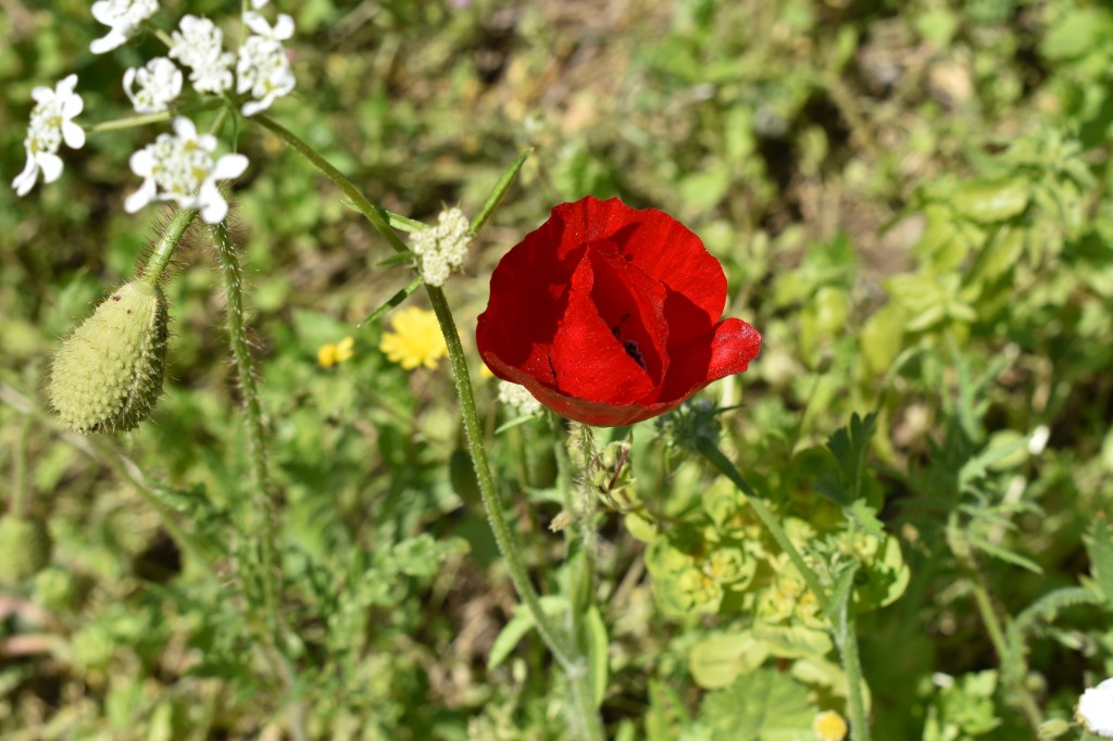 DSC_0146.jpg
