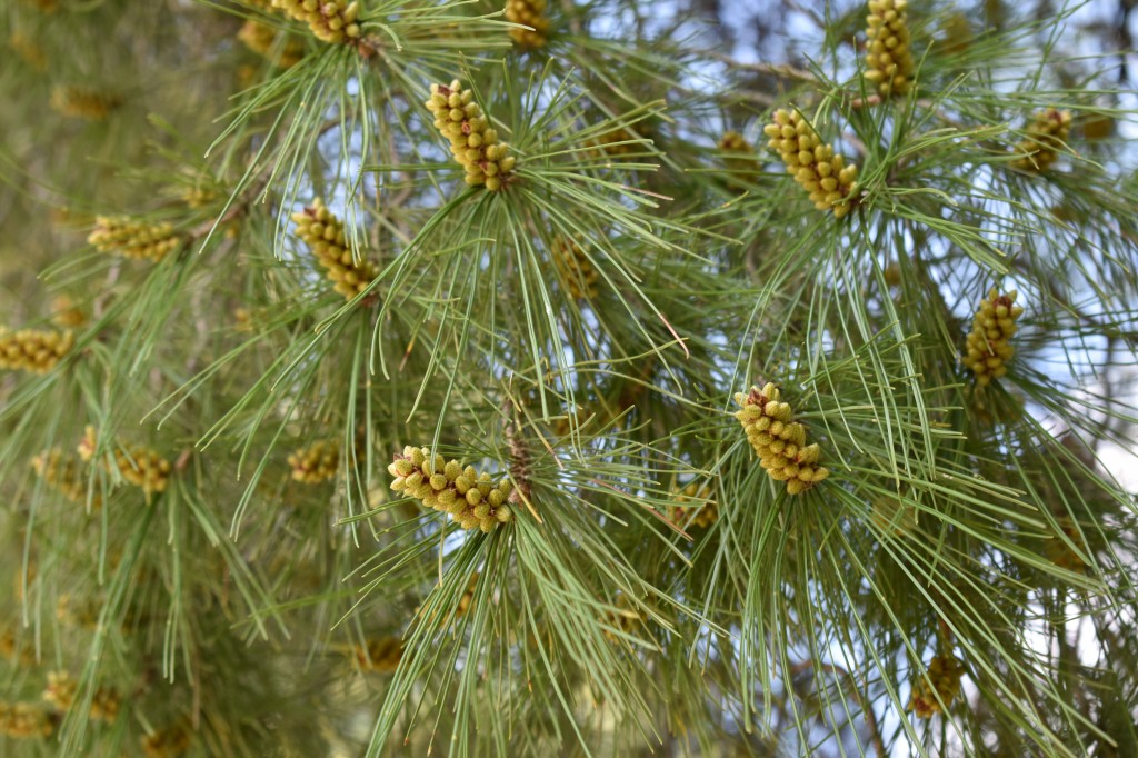 DSC_0153.jpg