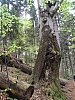 pieniny94.jpg