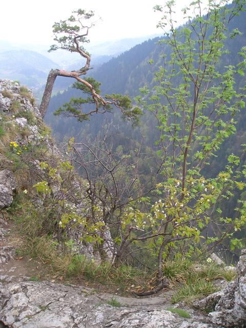 pieniny100.jpg