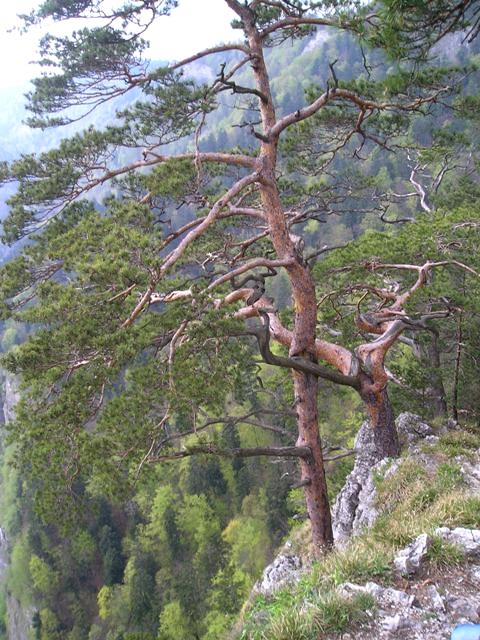 pieniny117.jpg