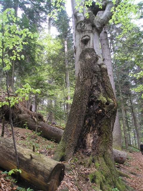 pieniny94.jpg