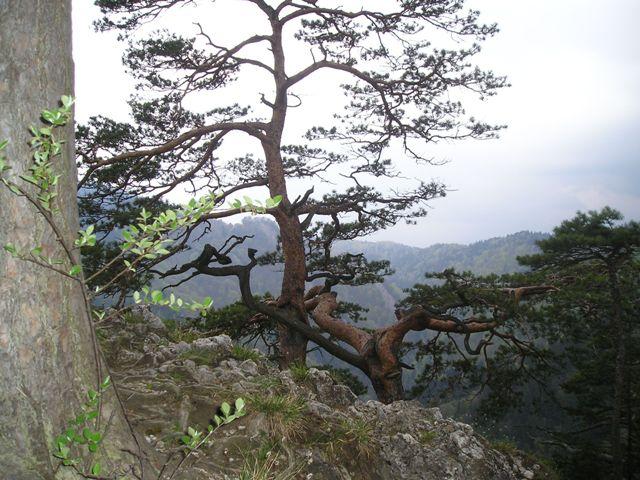 pieniny97.jpg