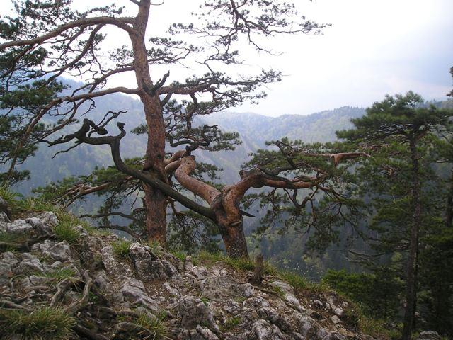 pieniny98.jpg