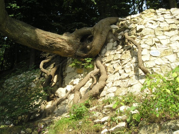 pulawy33.jpg