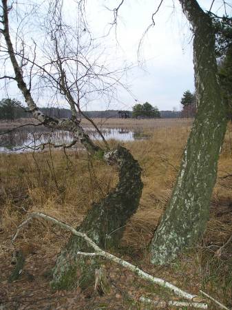 region129.jpg