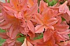 DSC_1191.jpg