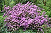 DSC_1207.jpg
