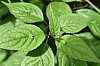 DSC_1230.jpg