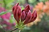 DSC_1247.jpg