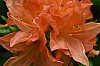 DSC_1267.jpg