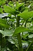 DSC_1285.jpg