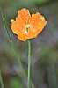 DSC_1322.jpg