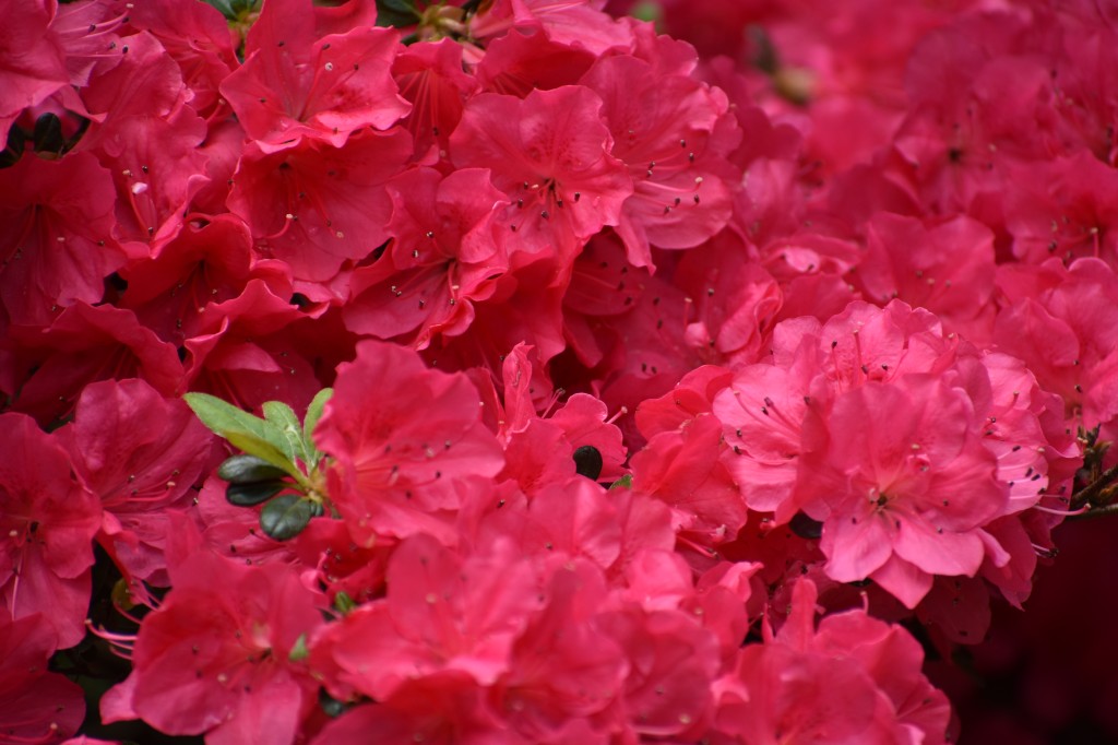 DSC_0004.jpg