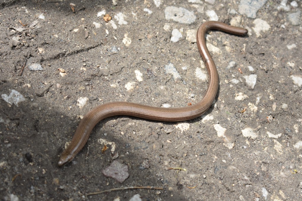 DSC_1194.jpg