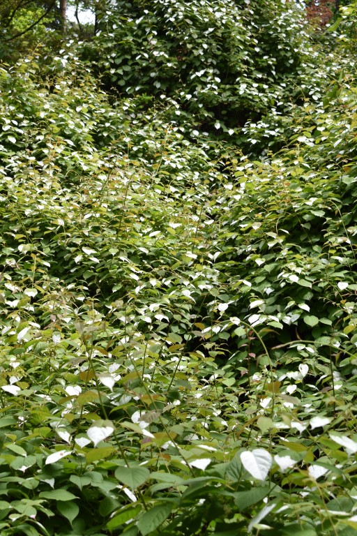 DSC_1198.jpg