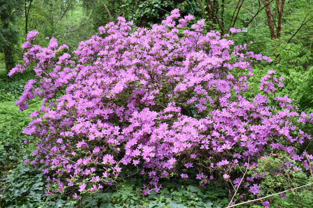 DSC_1207.jpg