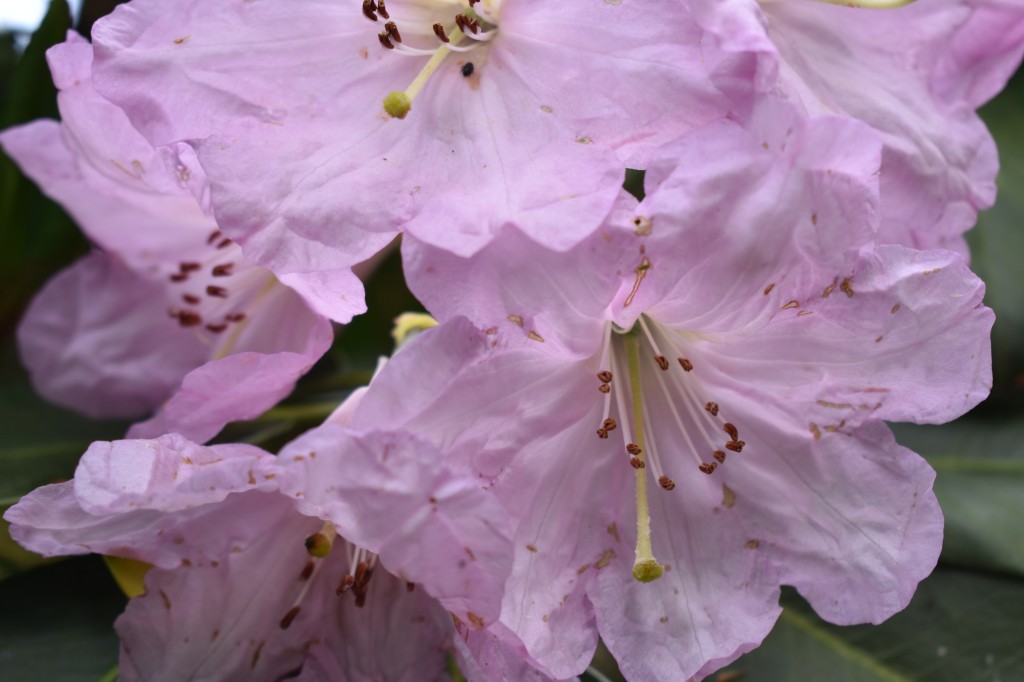 DSC_1219.jpg