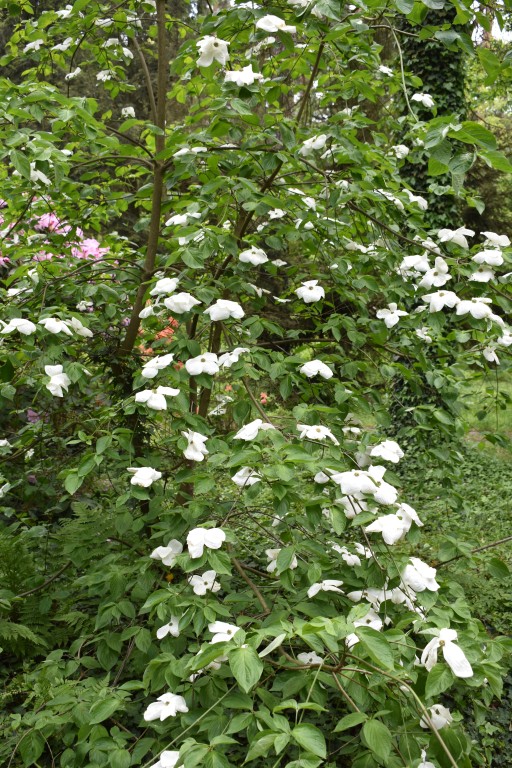 DSC_1222.jpg
