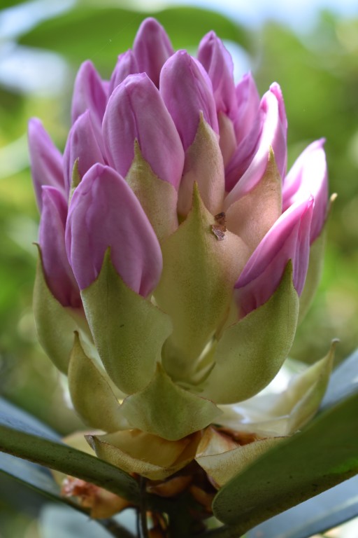 DSC_1232.jpg