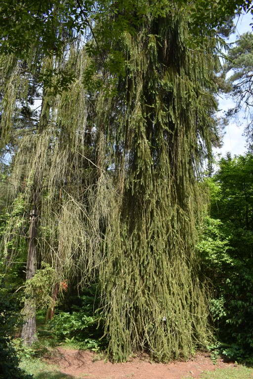 DSC_1233.jpg