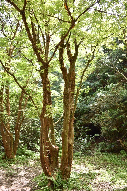 DSC_1235.jpg