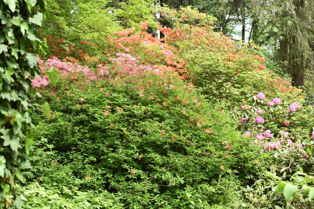 DSC_1243.jpg