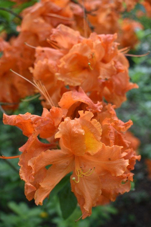 DSC_1244.jpg