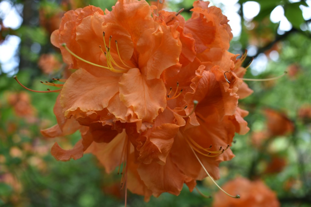 DSC_1245.jpg